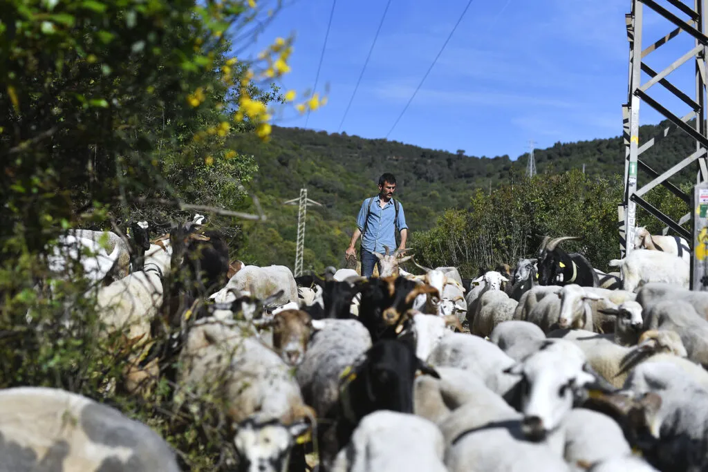 Spanish shepherd Daniel Sanchez herds his flock of goats and sheep at the natural park of Collserola, near Barcelona on May 12, 2022.